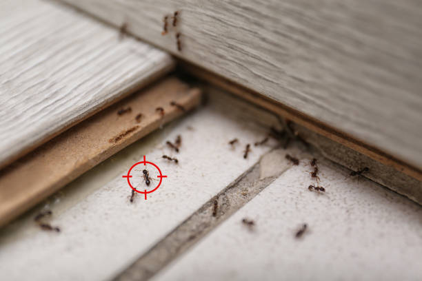 Best Residential Pest Control  in Ada, OH
