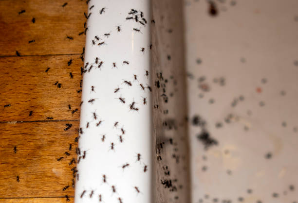 Pest Control Cost in Ada, OH