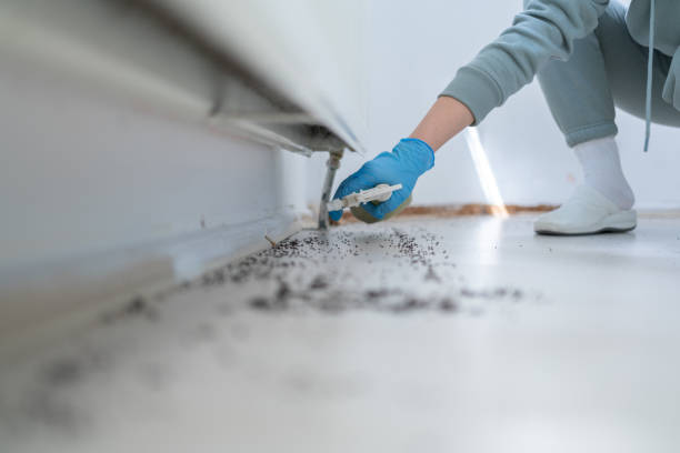 Best Wasp Removal Services  in Ada, OH